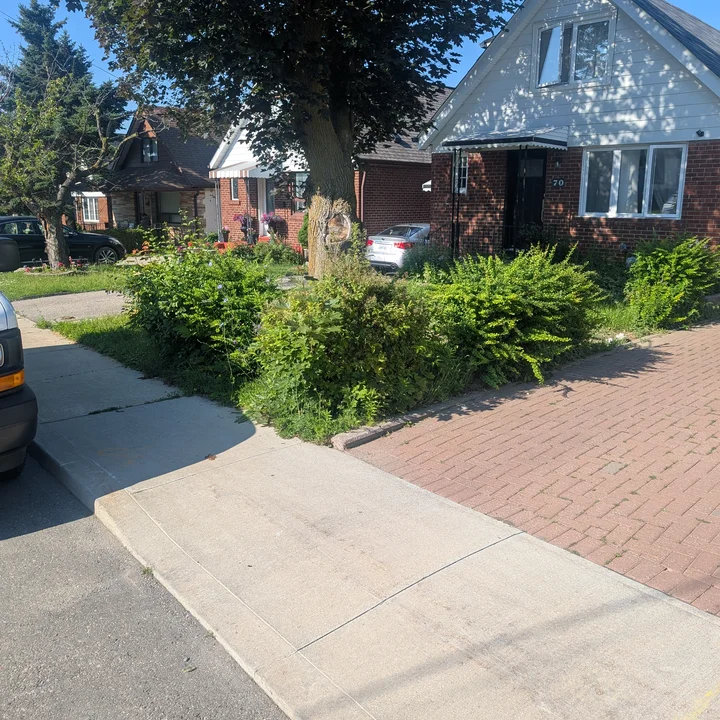 Dense front-yard planting before cleanup and sod installation