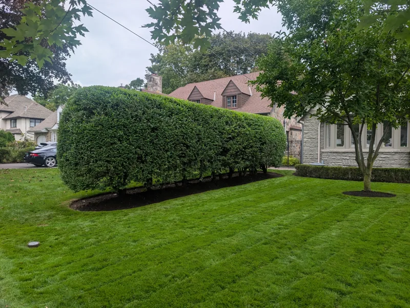 Trimmed front hedge and maintained lawn at Clover's Islington project