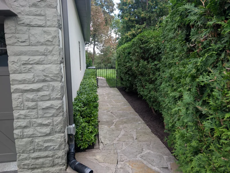 Maintained cedar hedge beside a residential stone walkway near Islington