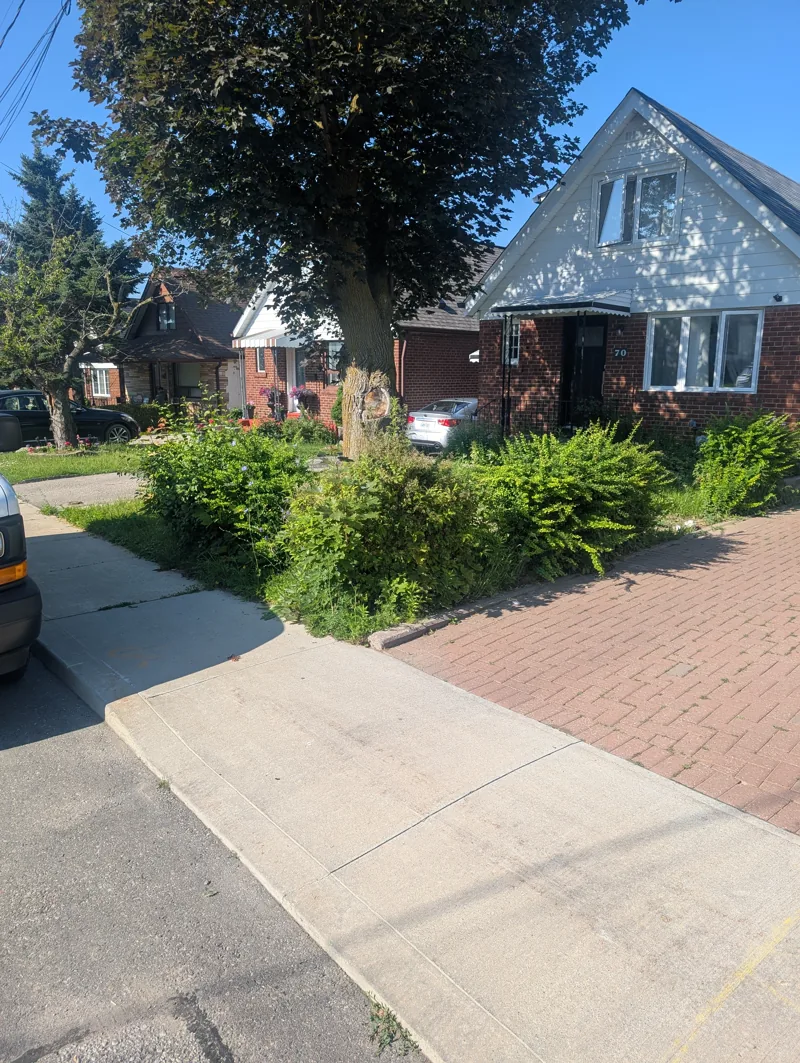 Overgrown front yard before sod installation in Rockcliffe-Smythe