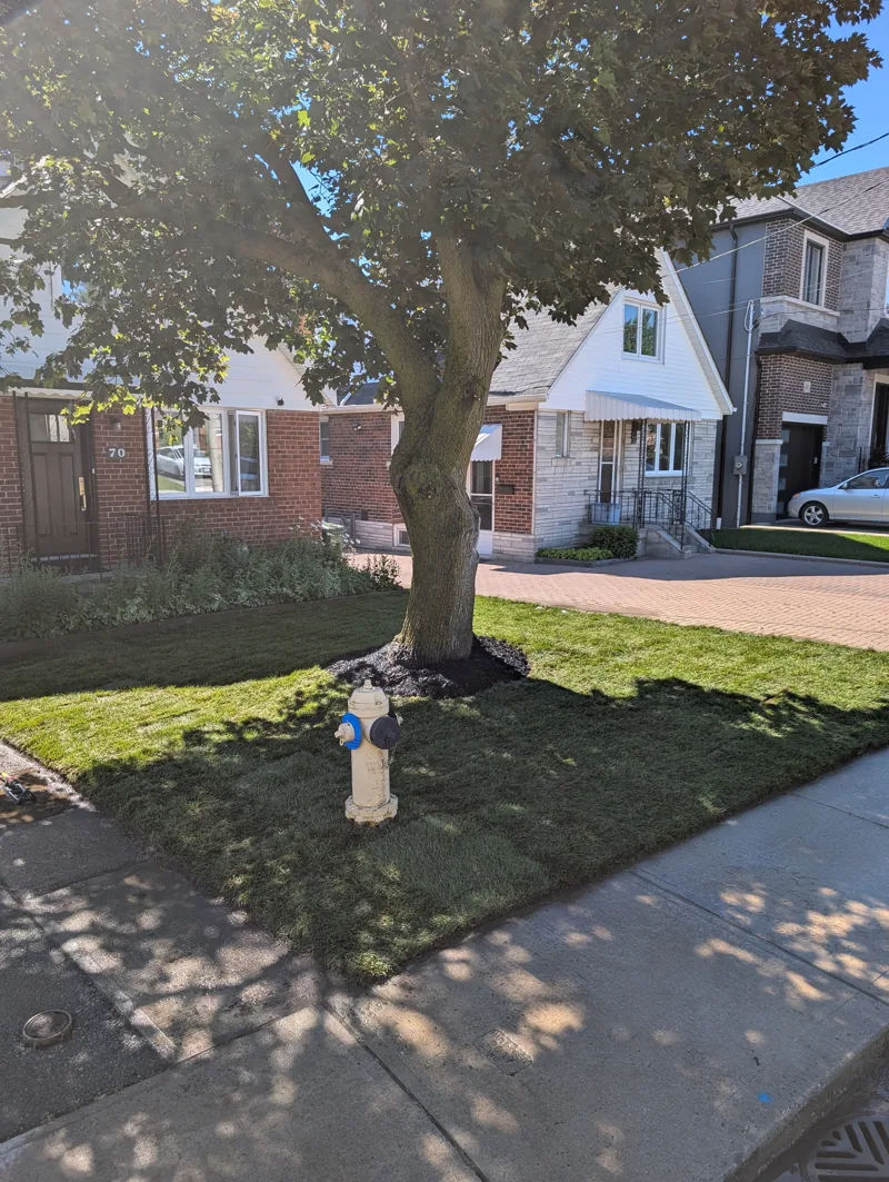 Finished front lawn with new sod installed around a mature tree